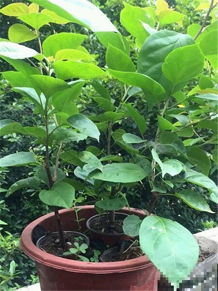 现在扦插最好活，这8种花，插多少活多少！
