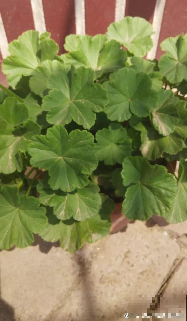 会休眠的12种花，想要安全度夏就别折腾，越浇水死的越快！