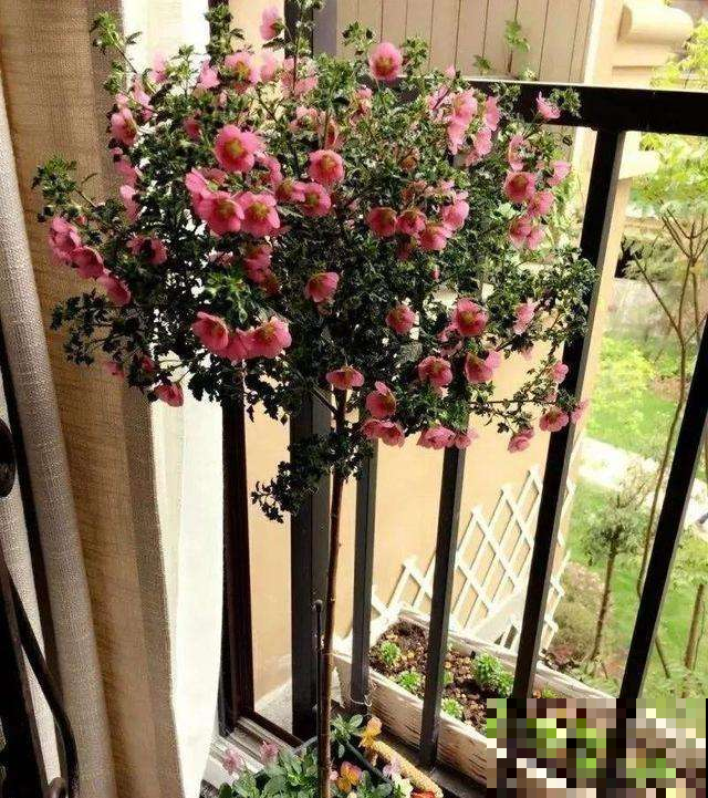 小木槿修剪有技巧，枝条剪对了，造型好看开花还多！