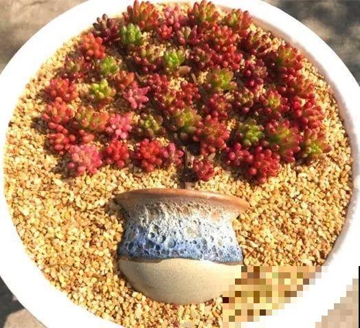 99种多肉创意拼盘，全都送给你，老物件上种肉也别有一番趣味！