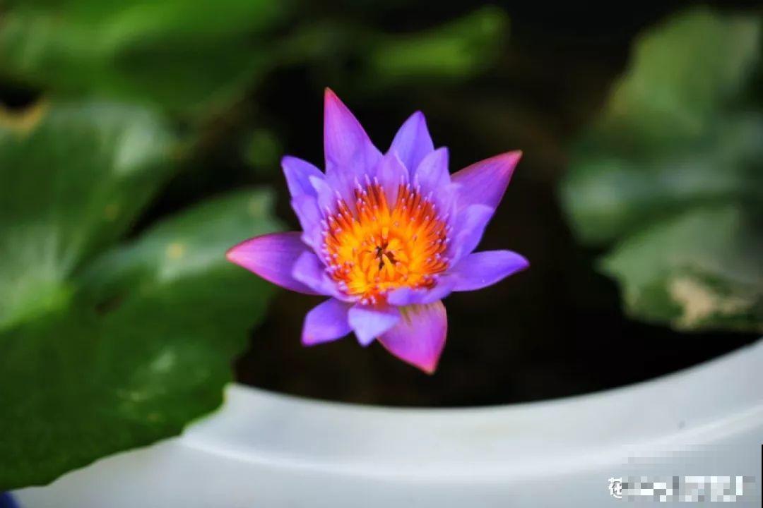 愿老来有个小院，养花种草，做一个幸福的养花奴！