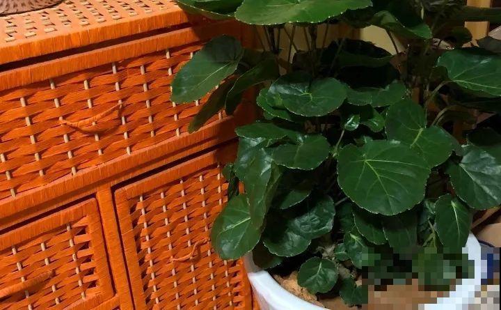 80种耐阴花，光线不好照样养的活，新手的救星！
