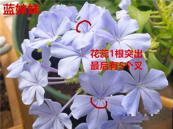 这花太能长，5年生了10麻袋，送人都送不完完！