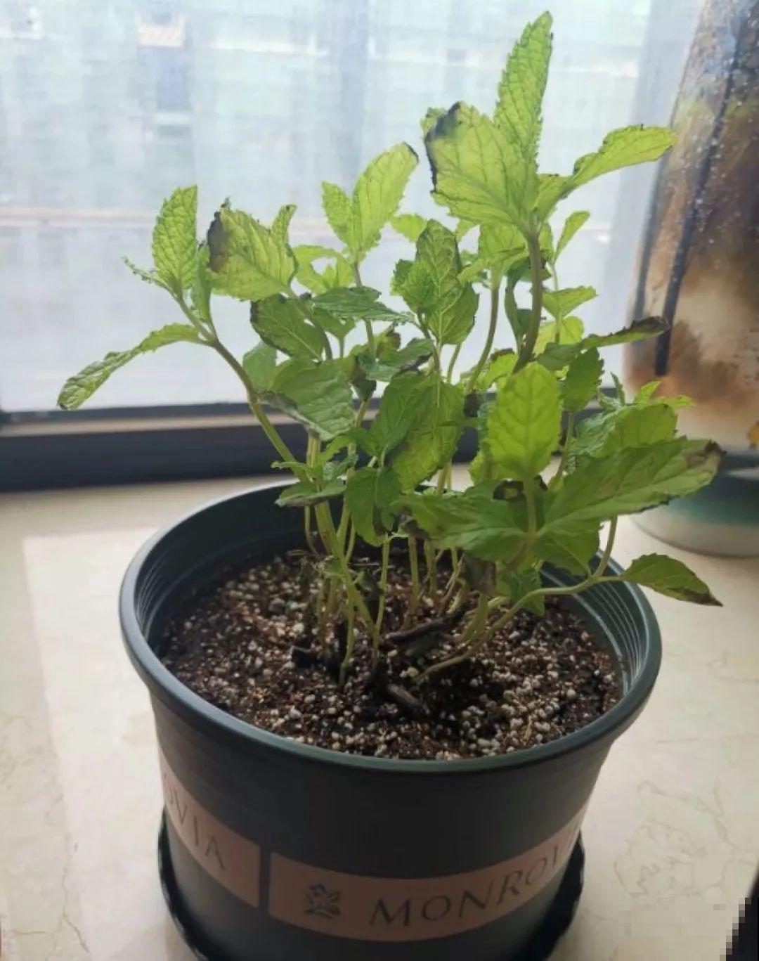 30种常见花的夏季浇水方法，告别烂根黄叶，养花无忧！