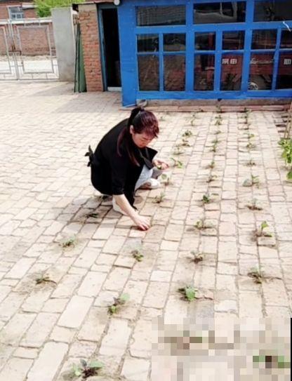 养花种菜，连墙缝都不放过，满墙多肉，羡煞旁人！