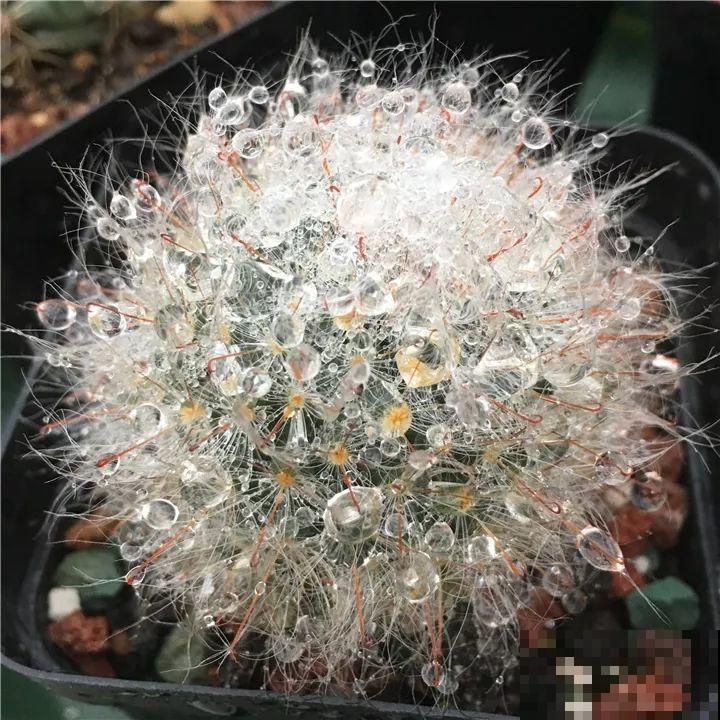 这6种花都有一个不能淋雨的习惯，长斑不说，整株都会烂掉！