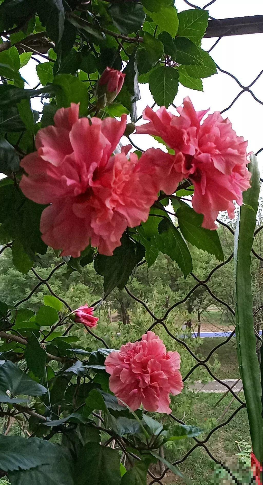 晒不死的花，现在剪1刀开花更猛，嗖嗖长成6层塔，戳屋顶了！
