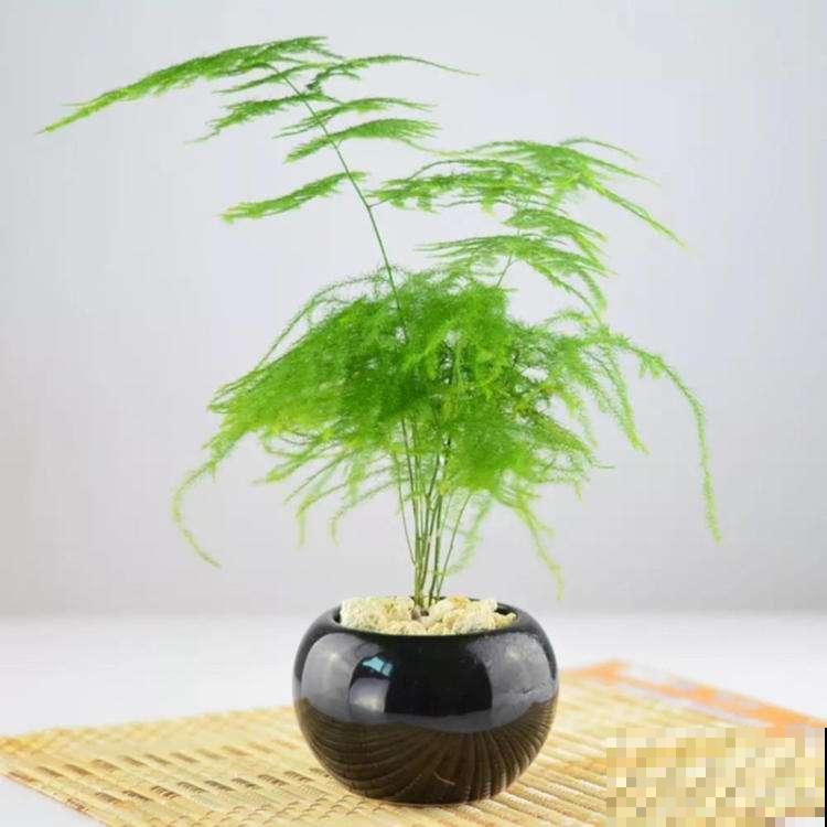 别人家的文竹，夏天都是“小森林”，羡慕啊！