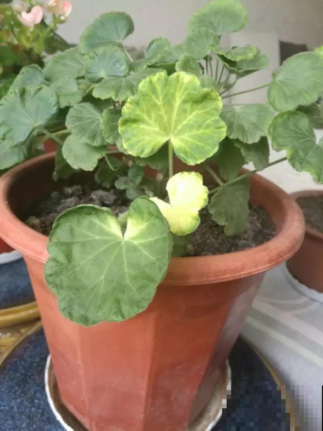 谁说这花夏必死？剪一刀添点土，立秋呼呼长新叶！