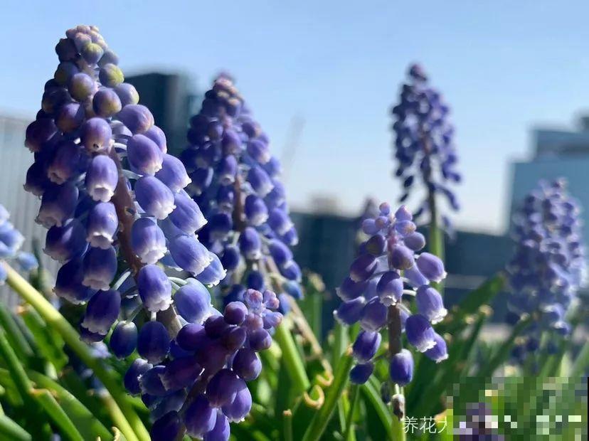 今年养盆便宜花，明年丰收一大筐，省了不少钱！