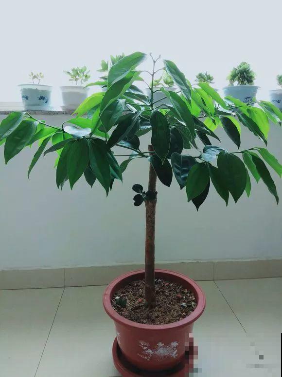 这么贵的花，路边扔了一大堆，丢人也要捡！