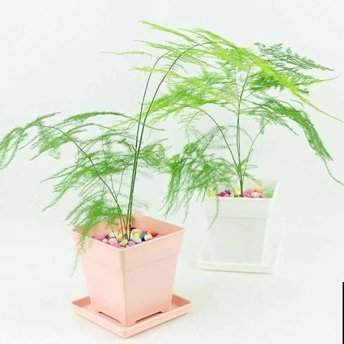 别人家的文竹，夏天都是“小森林”，羡慕啊！