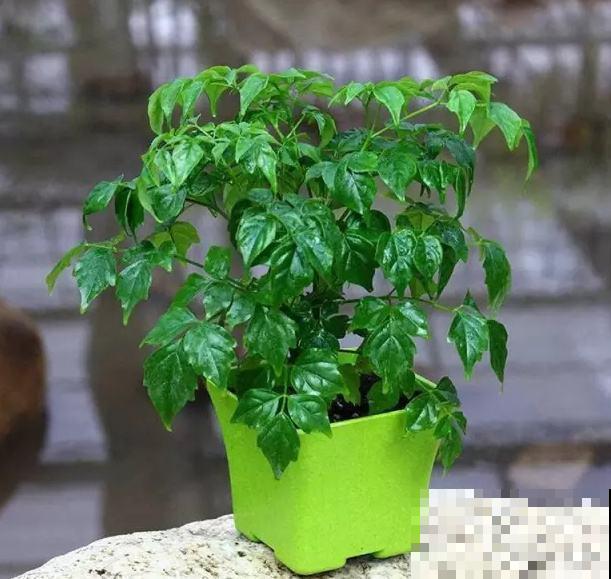 这3种花，夏天又潮又热照样长得好，满盆开满小白花！