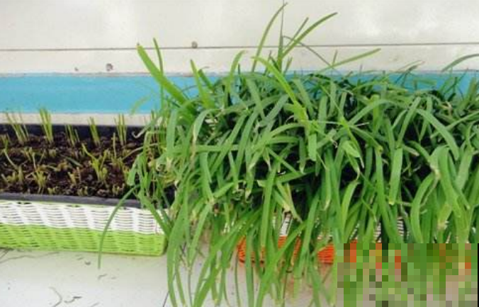 阳台种韭菜越割越细？赶紧用上这招，茬茬都壮的筷子粗！