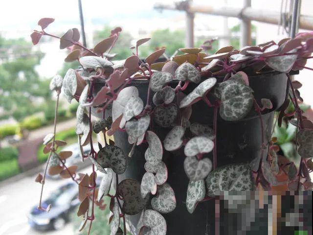 这5种花，剪根枝条就能长，半年收获一盆小豆豆！