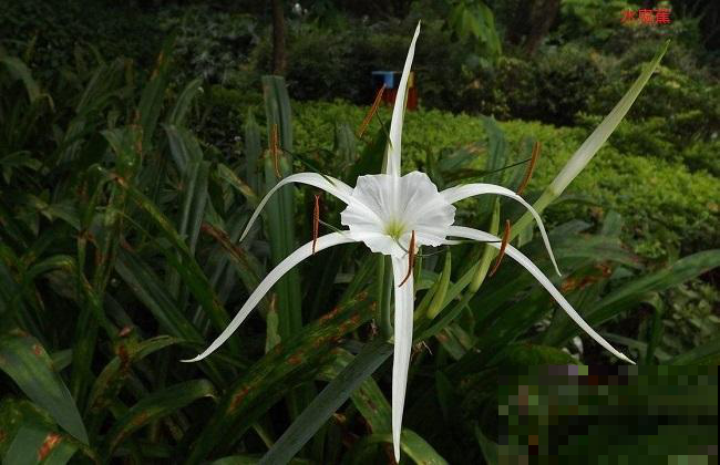 这花名叫“水鬼”吓死人，开花却是这副样子，见过的都说惊奇！