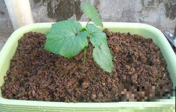 这么种植秋葵，叶子呼呼长，关键还能一茬接一茬的摘！
