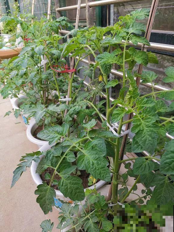 羡慕家里有小菜园的，盛夏季节，通通都爆发！
