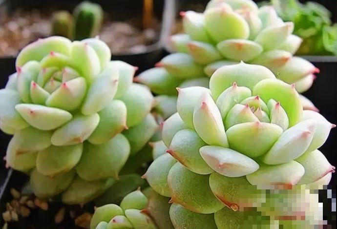 买多肉也别买这几种，回家养2天就不行了，白花钱！