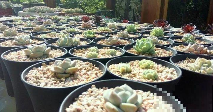 他用3年时间，养出满院子多肉，任谁看了都走不动路！
