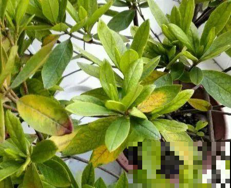 你还在这么浇花？怪不得一盆盆都活不长，赶紧住手吧！