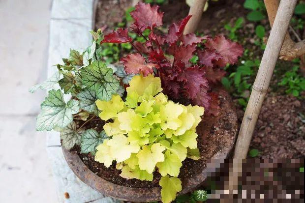 耐阴花就选它，叶子10个色，没光也能长爆盆！