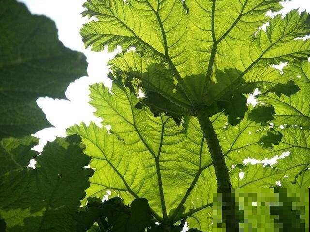 世界最大的叶子是它，1片能给10人遮雨，阳台种一盆就挤爆！