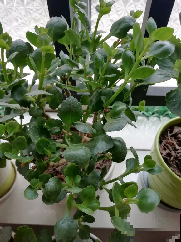 长寿花越养越瘦？立秋之后，就别再饿着人家了！