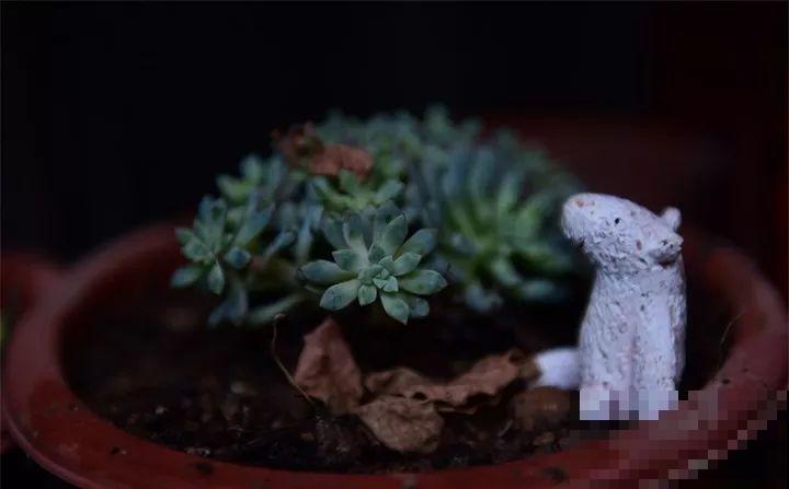 盆里放个它，多肉越养越好看，拍照颜值杠杠滴！