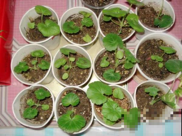 盆里撒把种子，一周出芽，当年就能养爆盆！