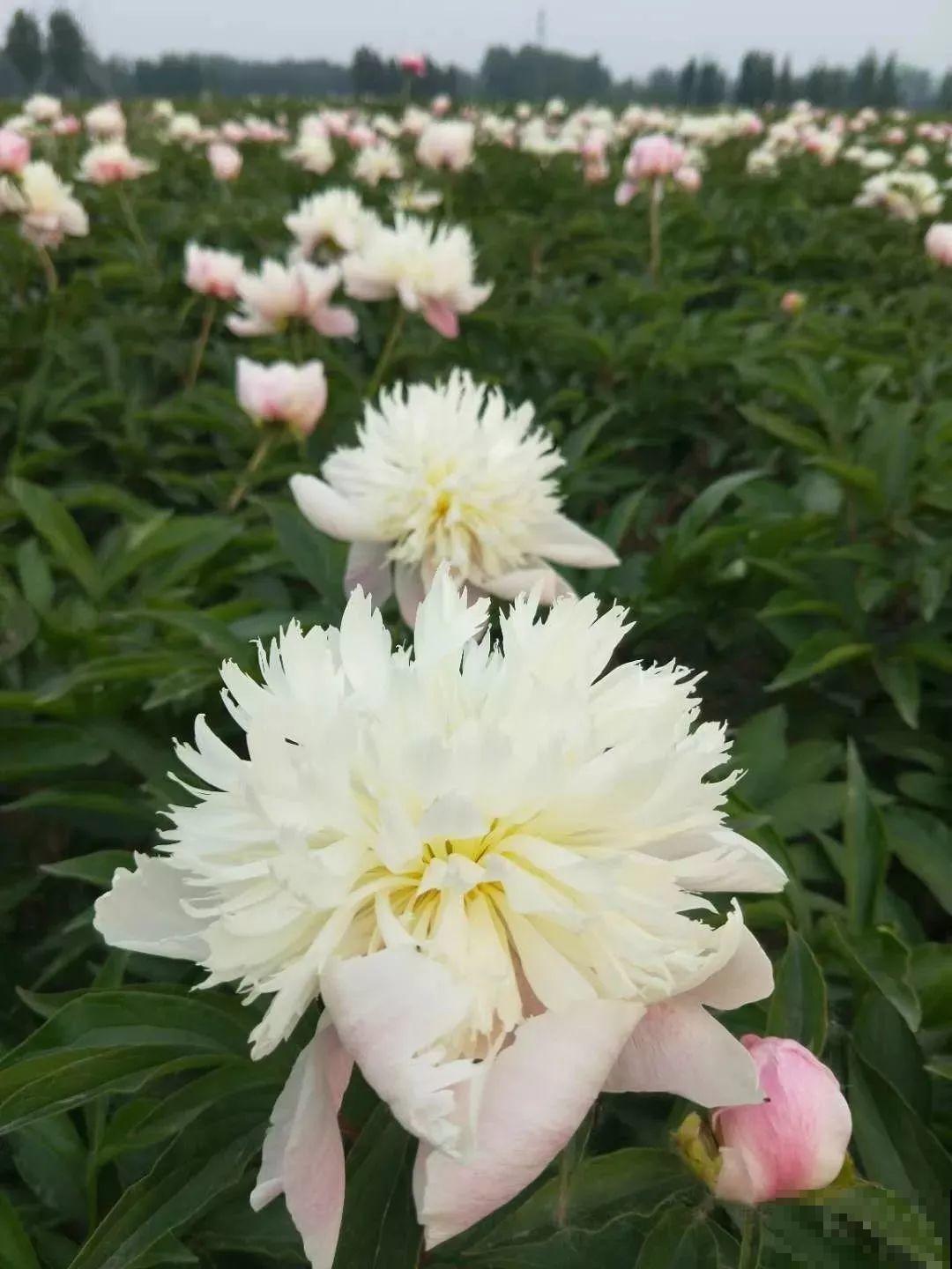 这种吉祥富贵花，秋天都要抢着养，错过再等一年！