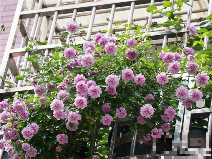 小窗台养这5种花，太阳一晒就开花，3个月爬满墙！