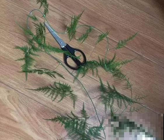 能爬10米高的花，夏天变成绿瀑布，看着就凉快！