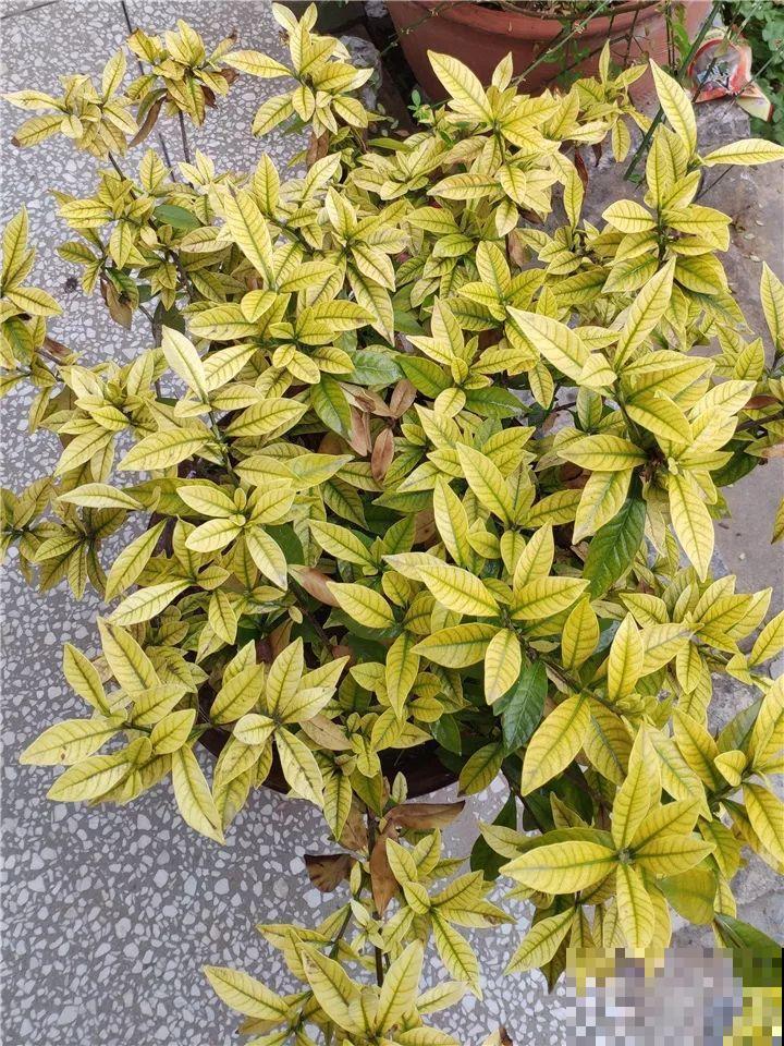 这10种花，年年收空盆，没点经验还真不敢养！