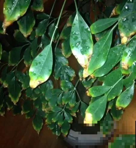 夏天养花黄叶子？赶紧剪一下，10天叶片绿的直滴油！