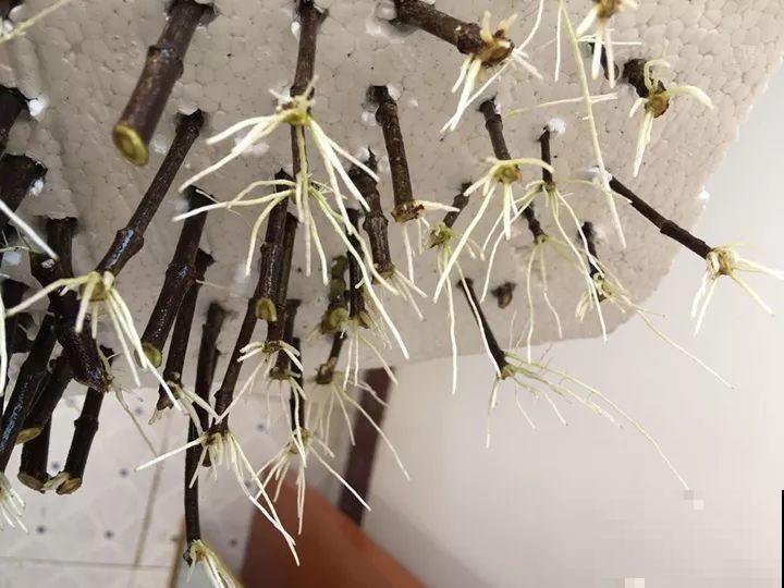 现在扦插最好活，这8种花，插多少活多少！