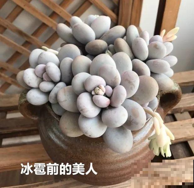 前有暴雨、后有台风，多肉泡水还有救不？