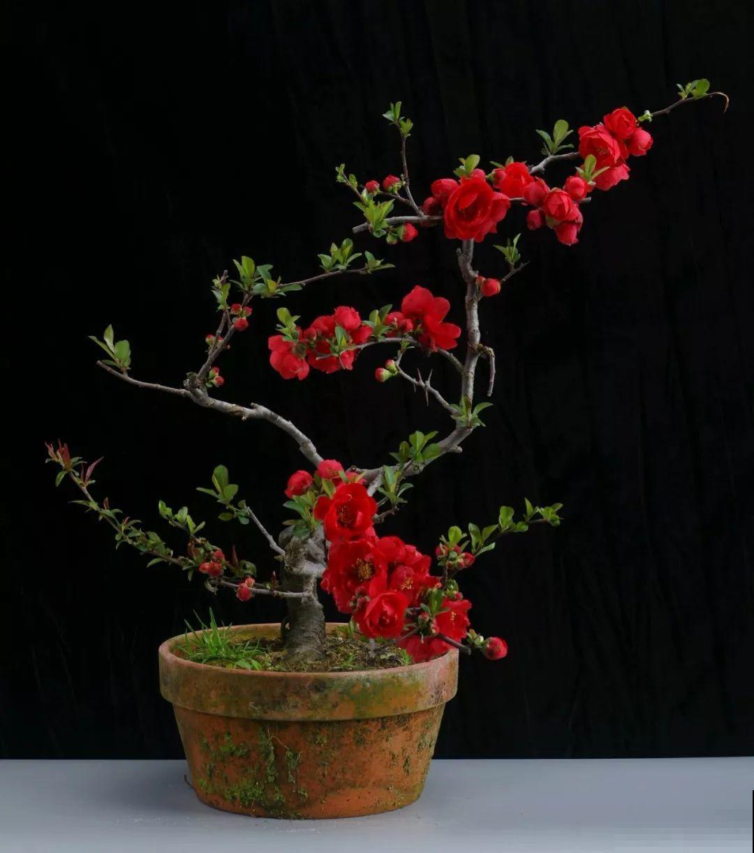 公认难养的花，他花10年时间养成盆景，价值翻倍！