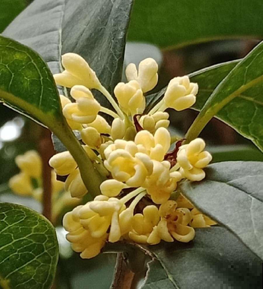 秋天必养的花，堪称活香水，养1盆香味飘10里！
