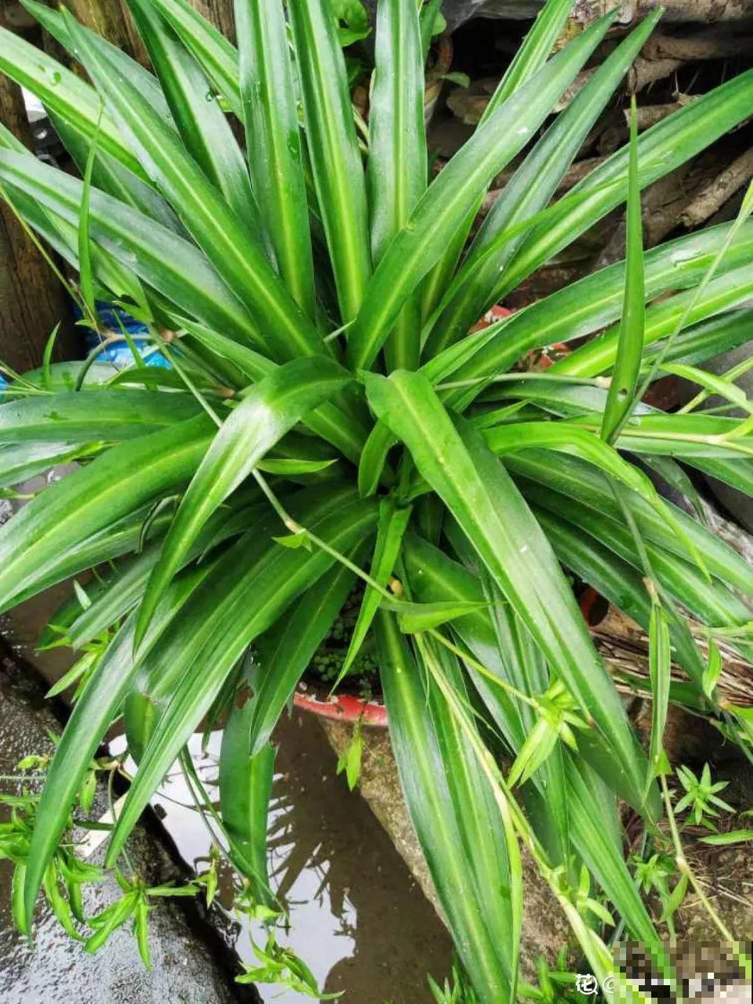 给花砍1刀，10天爆出20个芽，揪下一个，插土里就活！