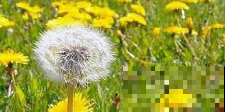 这几大野草，懂的人拿它当个宝，不懂的人当杂草！