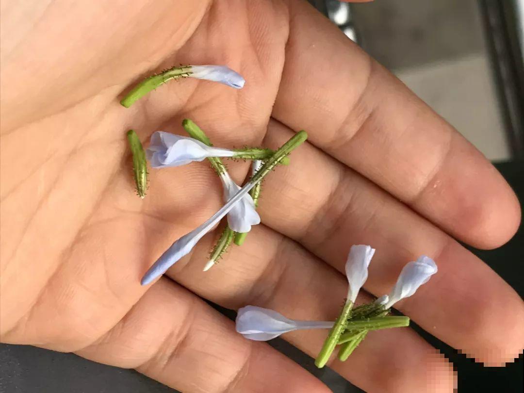 院子没有，自己动手改造一下小露台，花园梦还是可以实现的！
