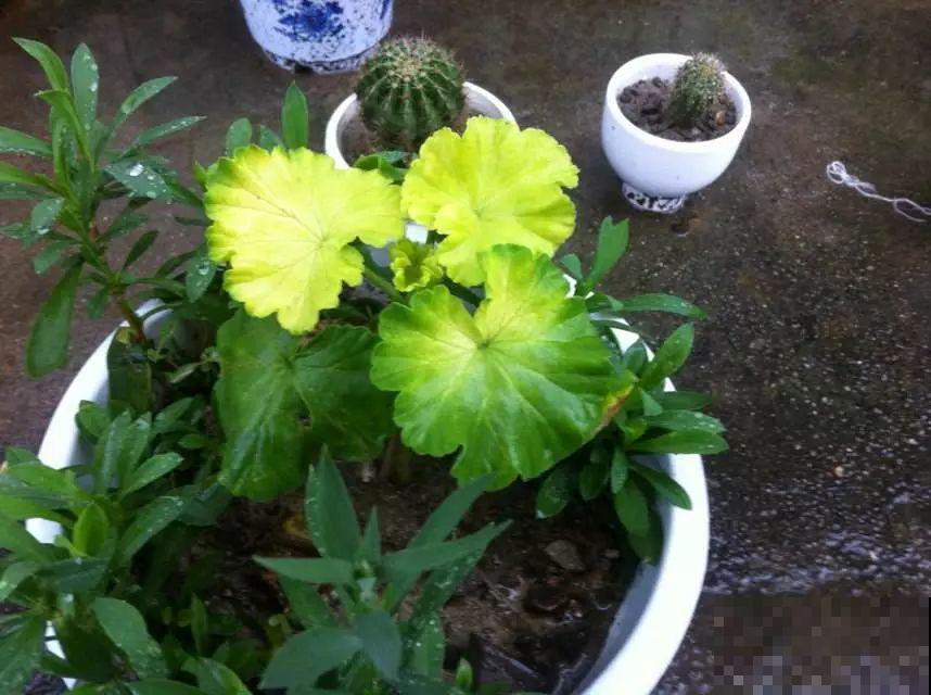 夏天养花黄叶子？赶紧剪一下，10天叶片绿的直滴油！