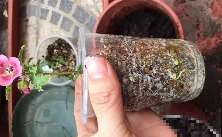 这8种花，拿棍子一绑凹个造型，身价嗖嗖往上翻！