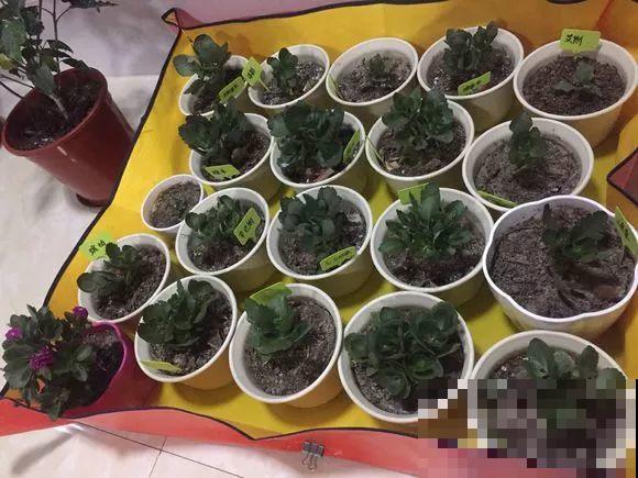 入秋就养这种花，剪一刀满头冒花苞，一开大半年！