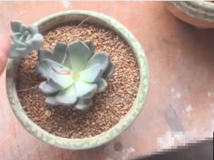 多肉化水黑腐不长个？拿根细线一缠，轻松砍头爆出一圈崽！