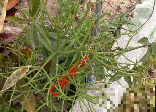 这几种花虽然长得丑，但还是有很多人喜欢养，到底差在哪？