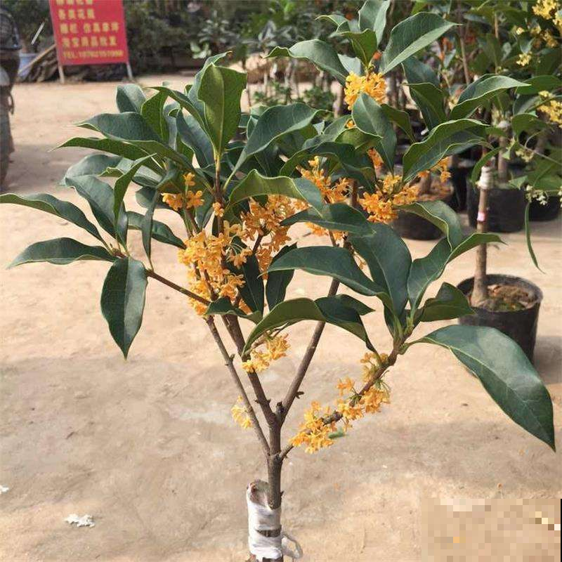 今年要想赏桂花赶紧做这事，不然一个花也看不见，更别说闻香味了