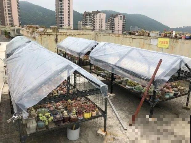 前有暴雨、后有台风，多肉泡水还有救不？