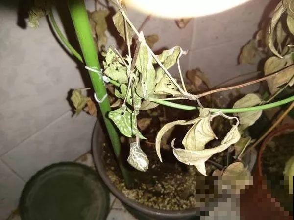 会休眠的12种花，想要安全度夏就别折腾，越浇水死的越快！